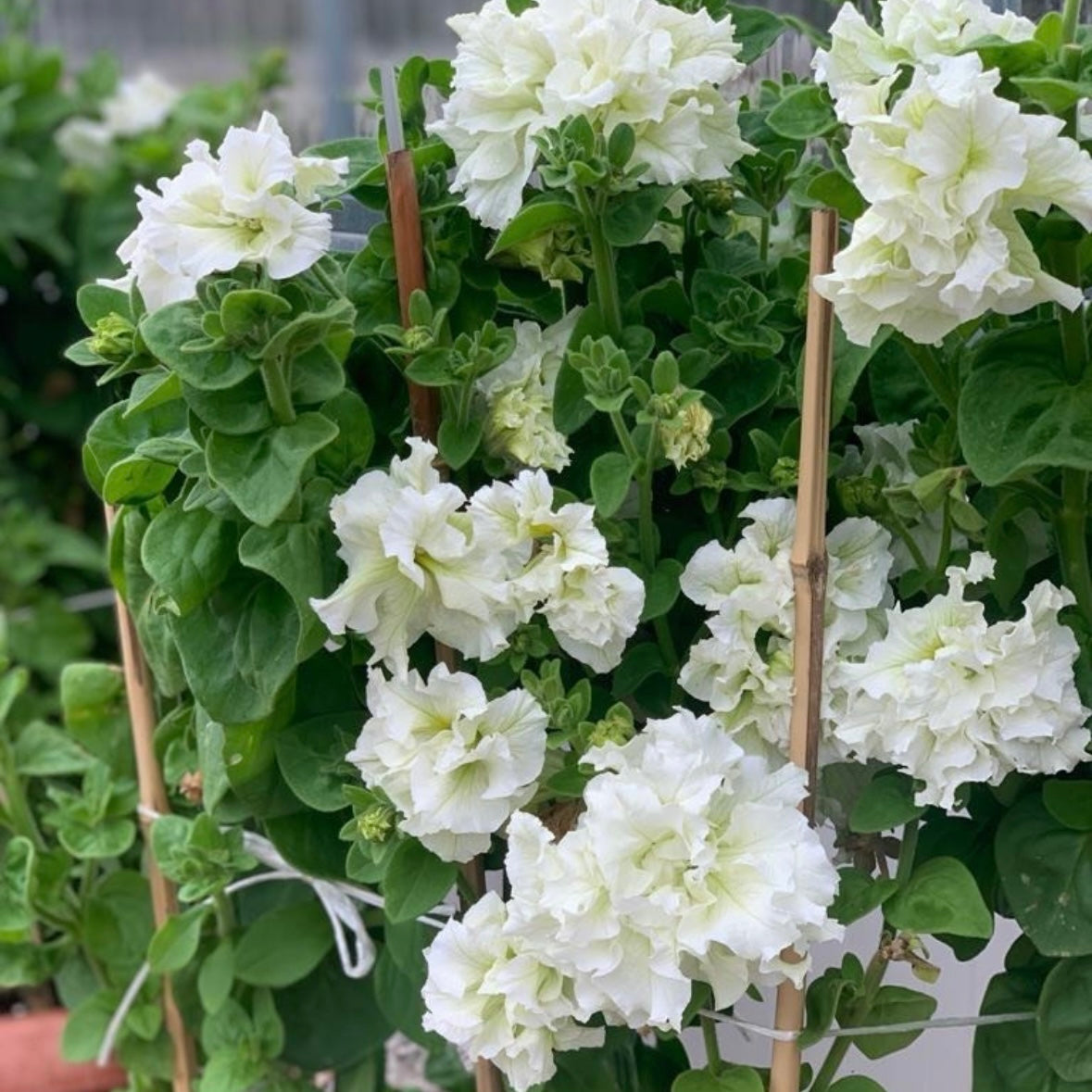 Italian Petunia 'Allegra Pure White' - 25 SEEDS