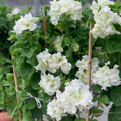 Italian Petunia 'Allegra Pure White' - 25 SEEDS