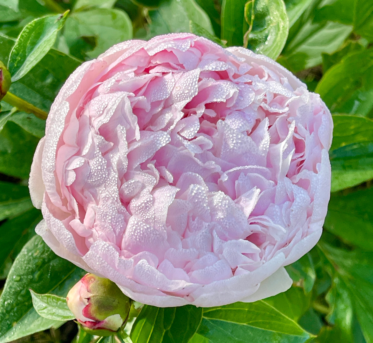 Petite Peony Posy