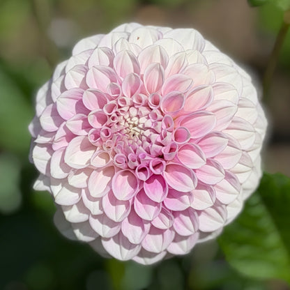 Rio Opal