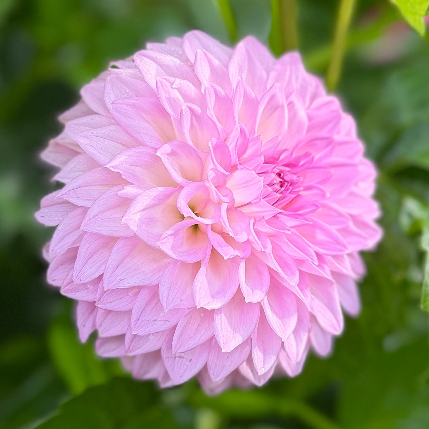 Devon Pearl