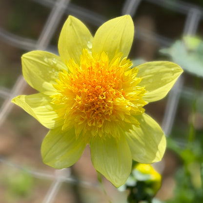 Sandia Sunbonnet