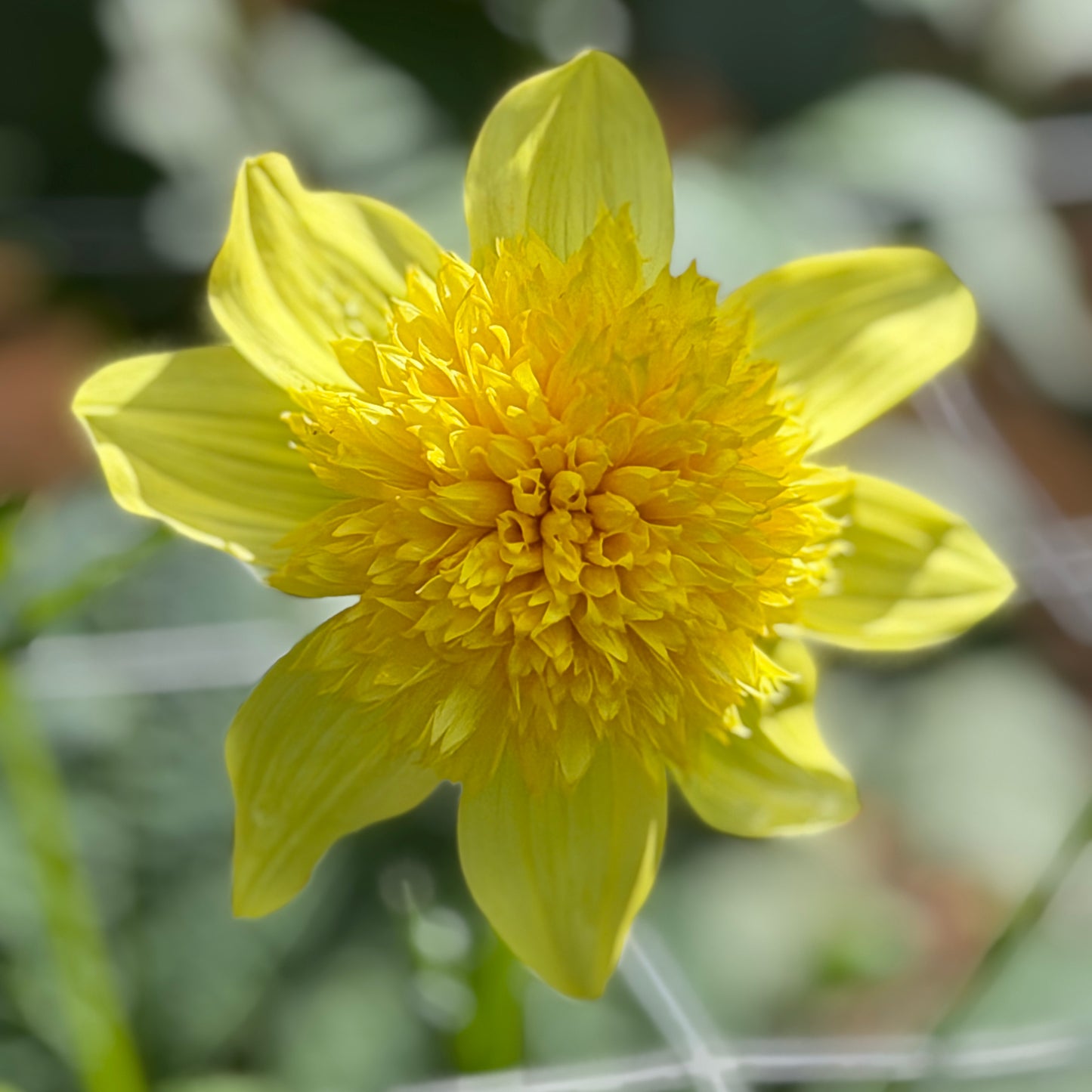 Sandia Sunbonnet