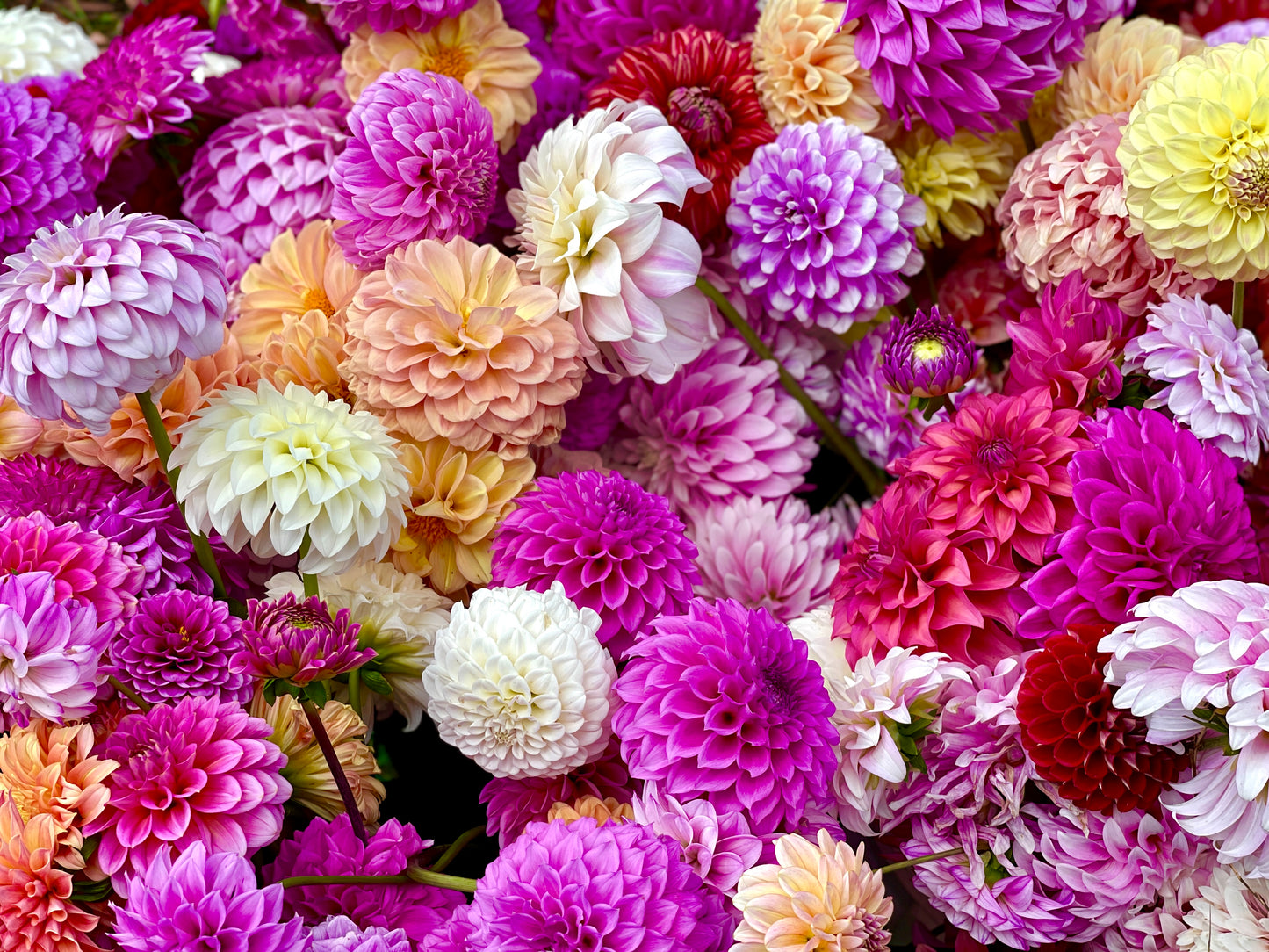 Dahlia Seeds - Decorative Mix