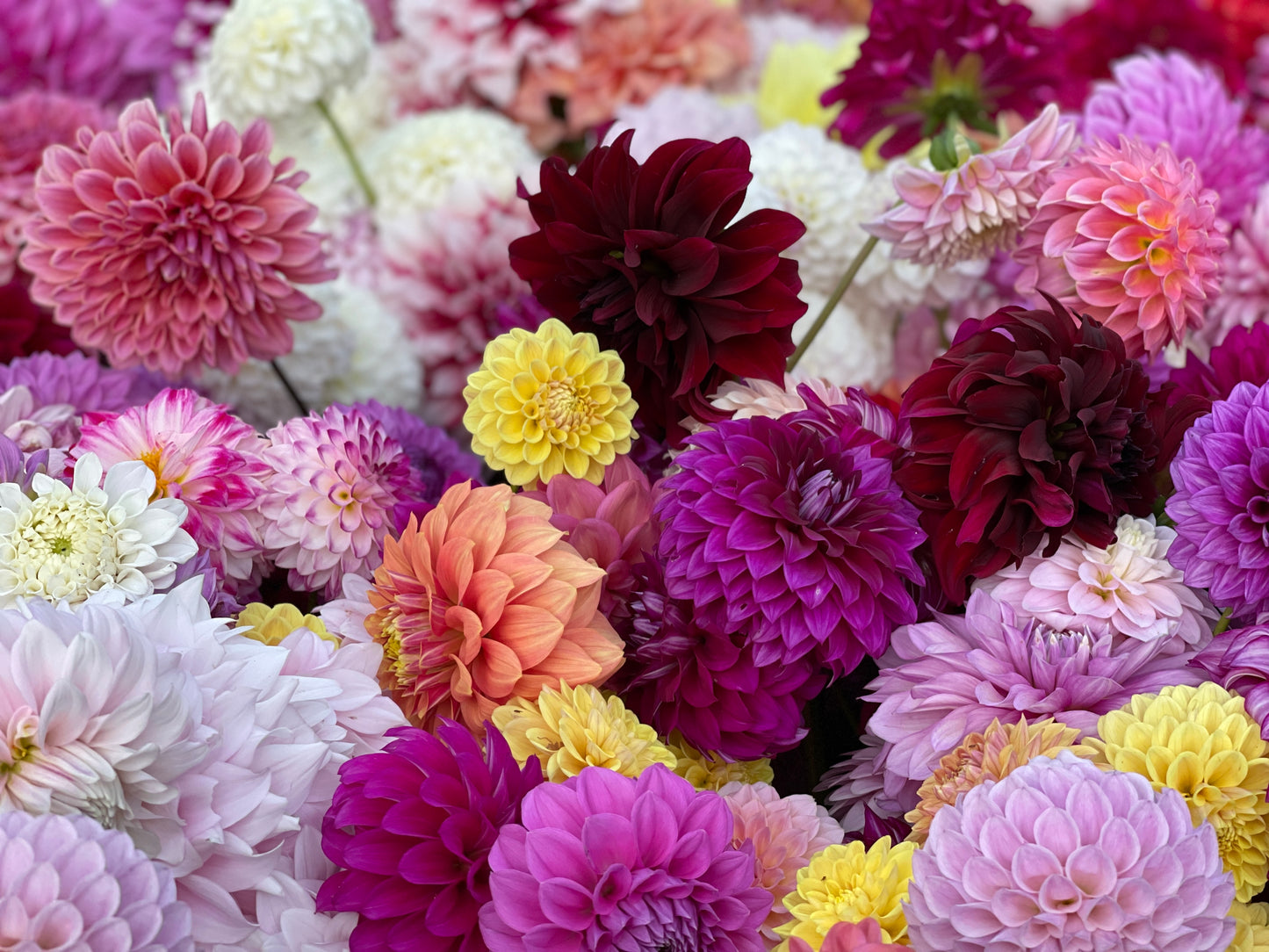 Dahlia Seeds - Decorative Mix