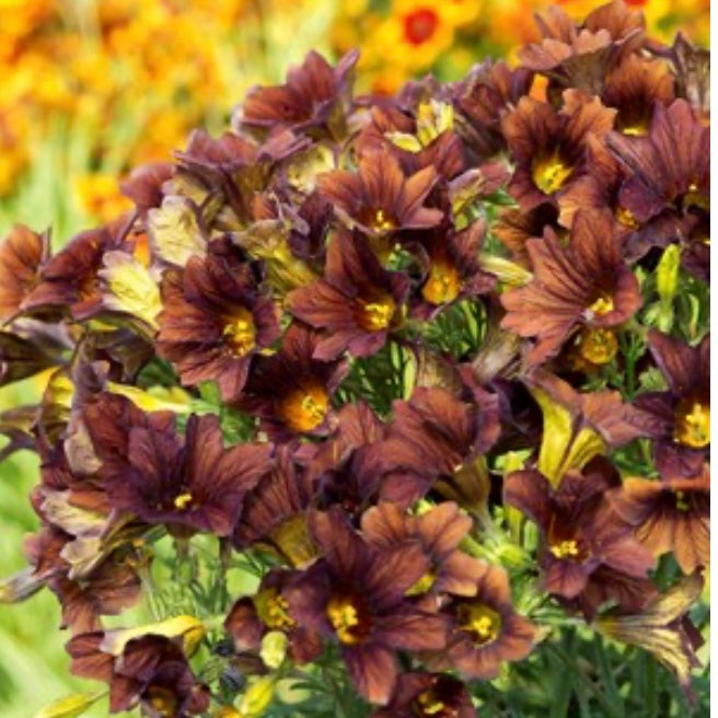 Salpiglossis 'Cafe Au Lait' - 25 SEEDS