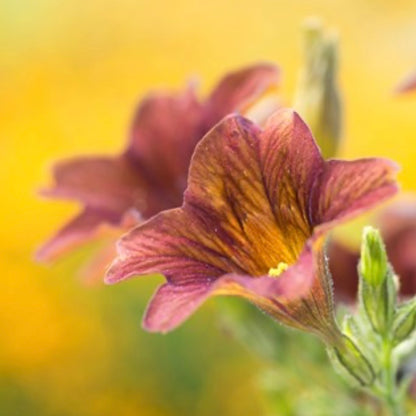 Salpiglossis 'Cafe Au Lait' - 25 SEEDS