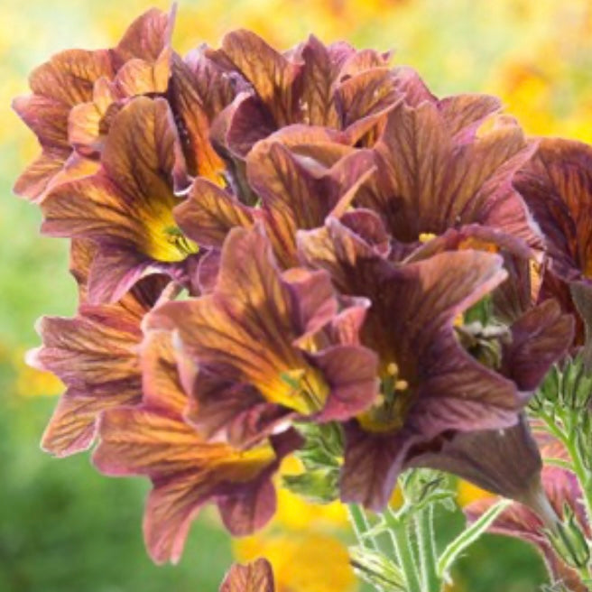 Salpiglossis 'Cafe Au Lait' - 25 SEEDS