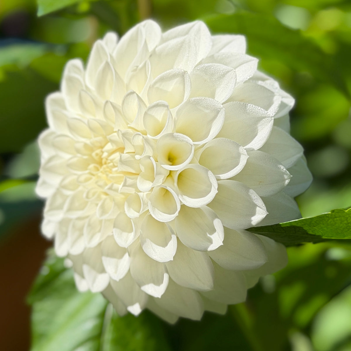 Devan Flower Devon Diamond – Southern Highlands Flower Farm