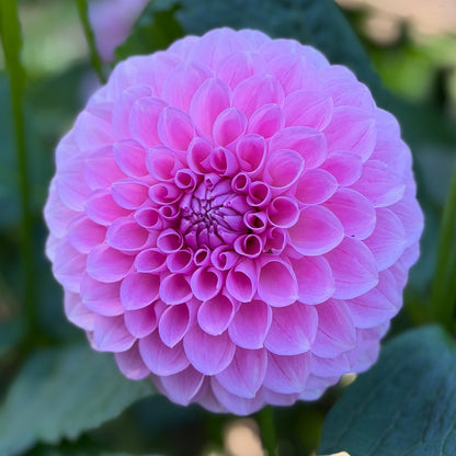 E. Seedling 6