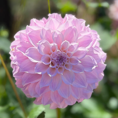 E. Seedling 10