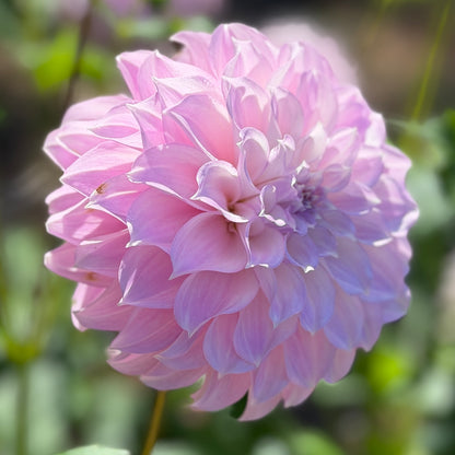 E. Seedling 10