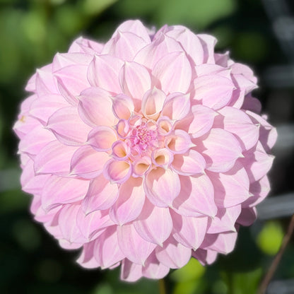E. Seedling 10