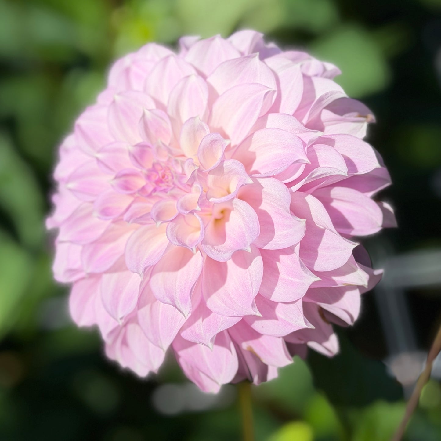 E. Seedling 10