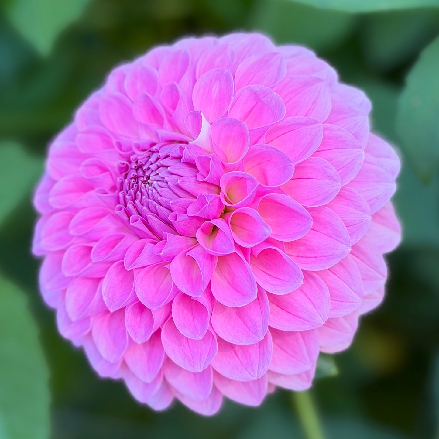 E. Seedling 6