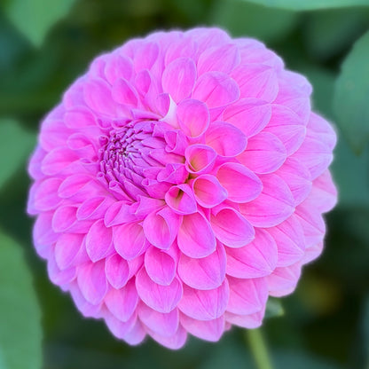 E. Seedling 6