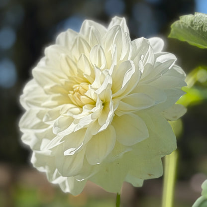 E. Seedling 18