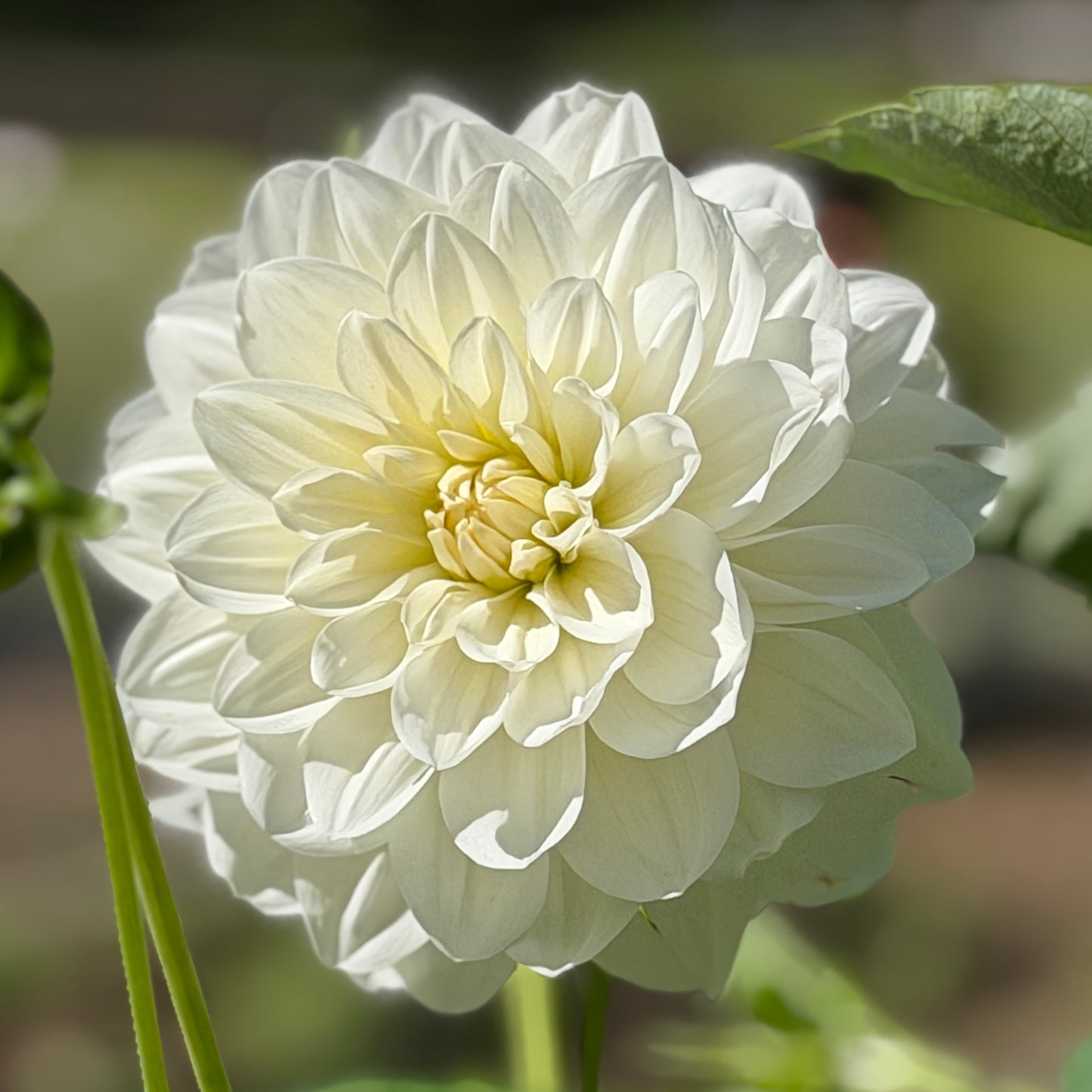 E. Seedling 18