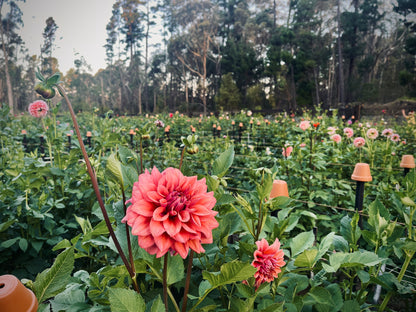 SATURDAY 1ST MAR - 'Golden Hour' Pick-Your-Own Bouquet Experience