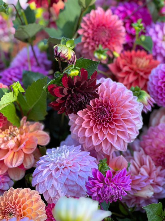 Dahlia Bouquet