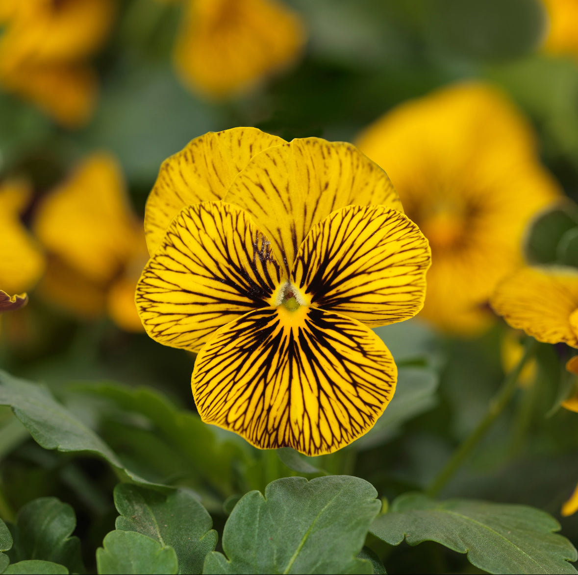 Viola 'Sorbet Tiger Eye' - 25 SEEDS