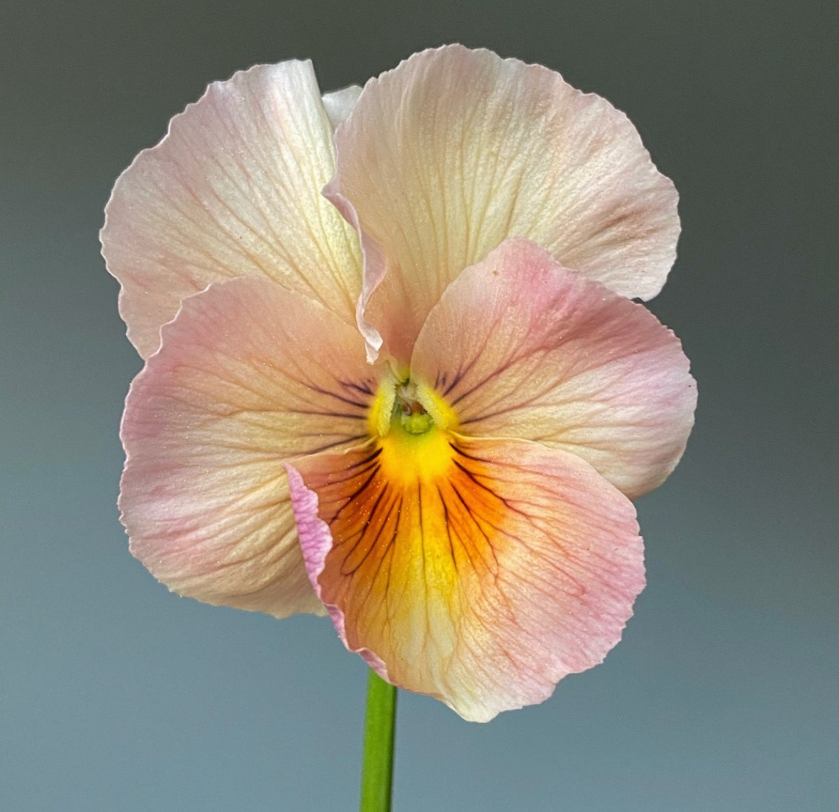 Pansy 'Imperial Antique Shades' - 25 SEEDS