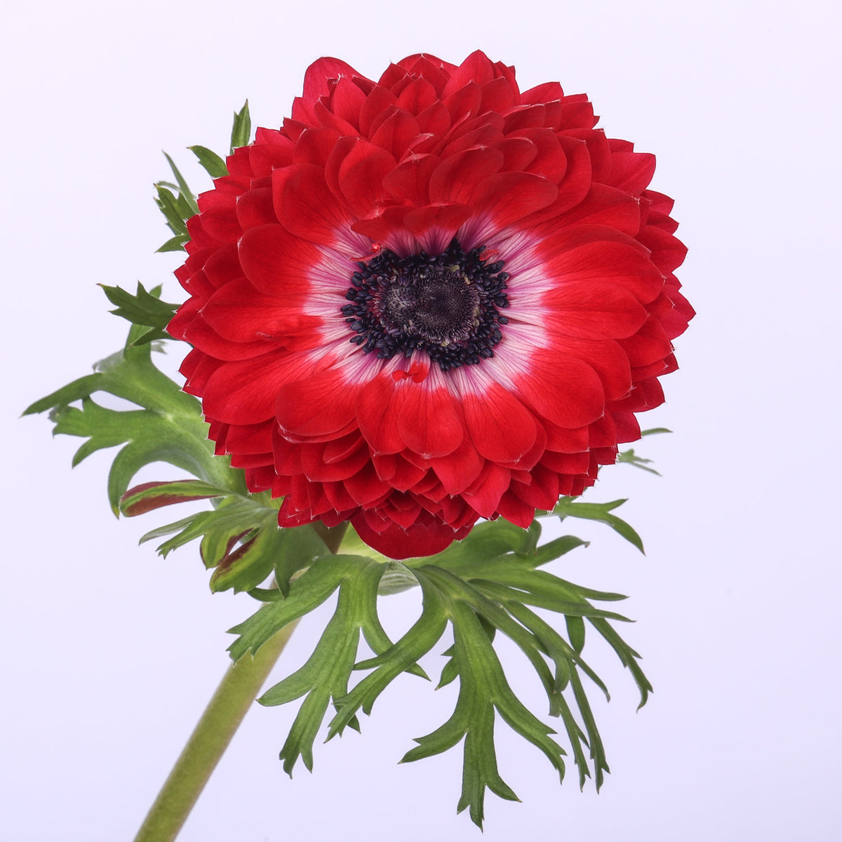 Italian Anemone 'Levante Magenta' - 25 SEEDS