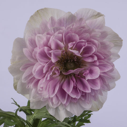 Italian Anemone 'Levante Pale' - 25 SEEDS