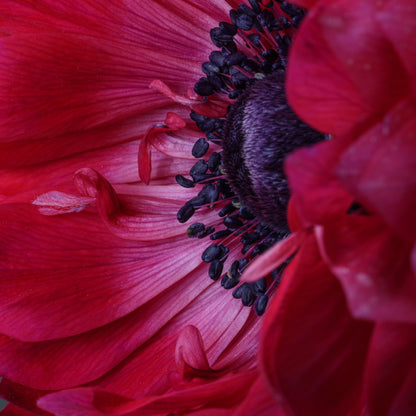 Italian Anemone 'Levante Magenta' - 25 SEEDS