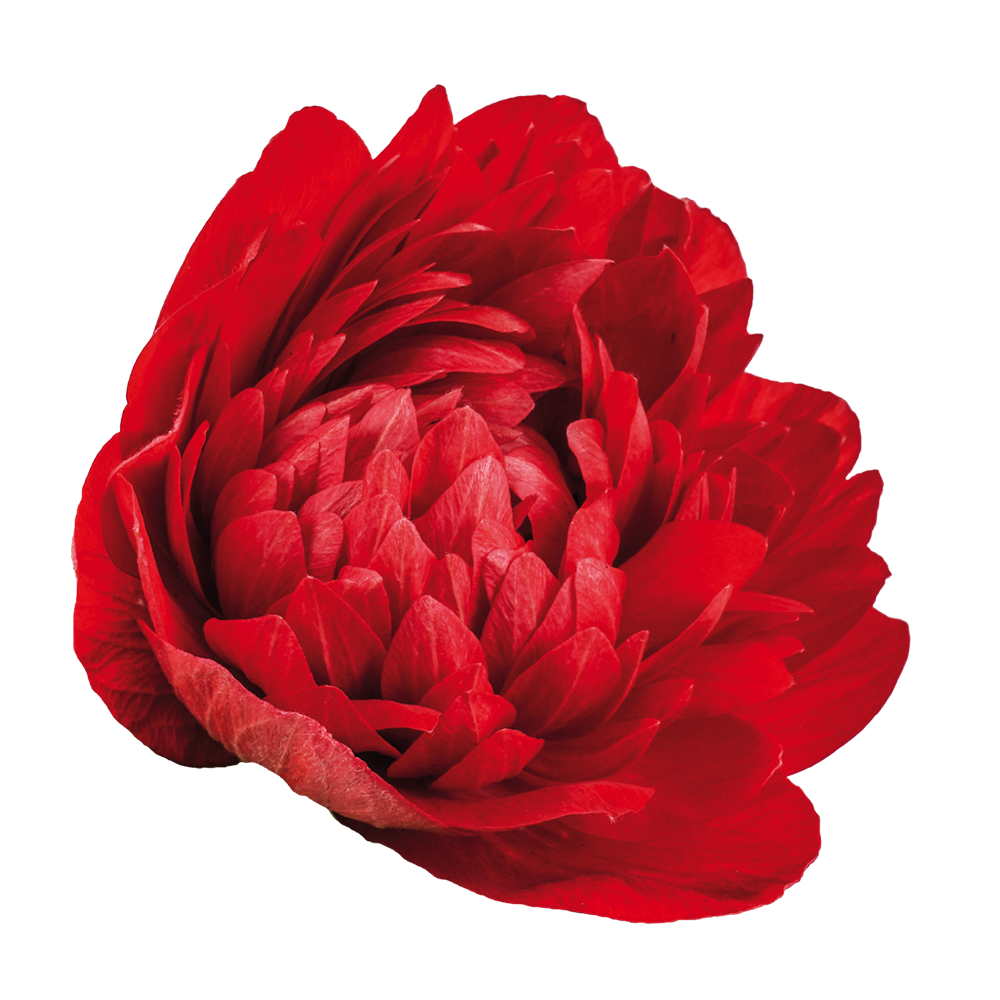 Italian Anemone 'Levante Rosso' - SEEDLING