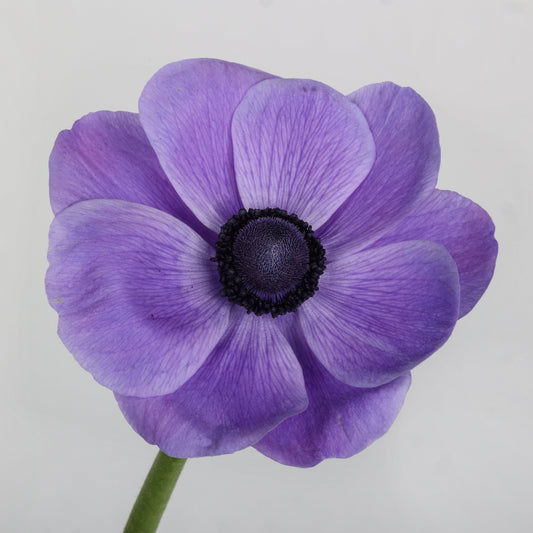Italian Anemone 'Mistral Plus Blu' - 25 SEEDS