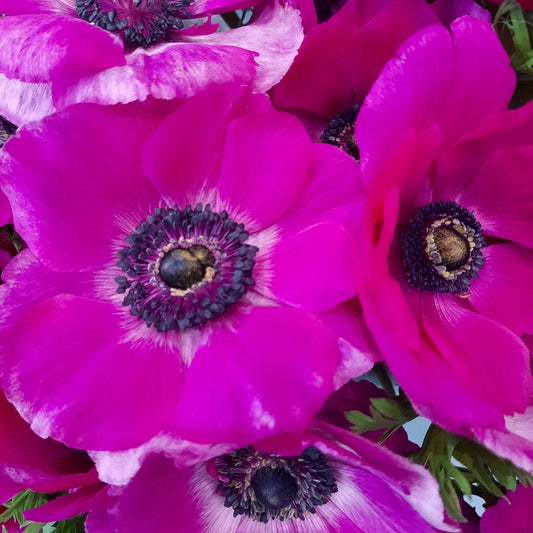 Italian Anemone 'Mistral Plus Fucsia' - 25 SEEDS