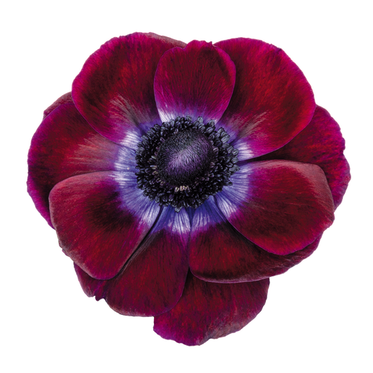 Italian Anemone 'Mistral Plus Grape' - 25 SEEDS
