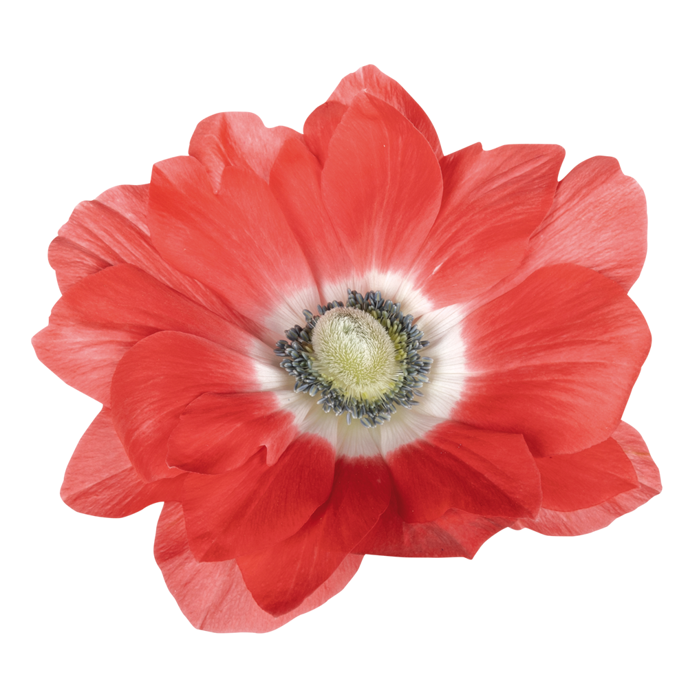 Italian Anemone 'Mistral Salmone' - SEEDLING