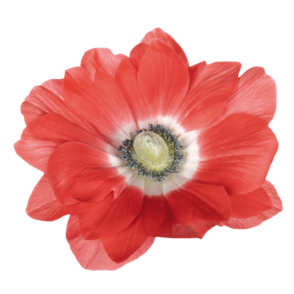 Italian Anemone 'Mistral Salmone' - SEEDLING