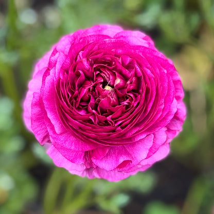 Italian Ranunculus 'Milka 151N' - 5 CORMS