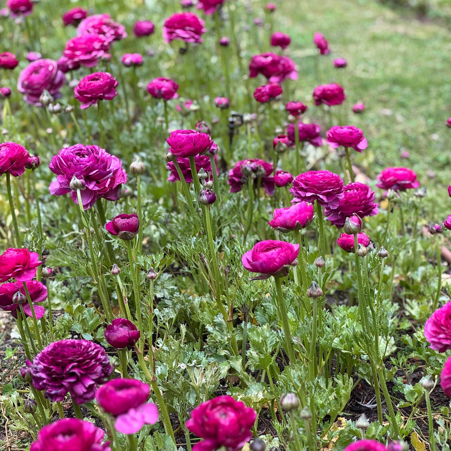 Italian Ranunculus 'Milka 151N' - 5 CORMS