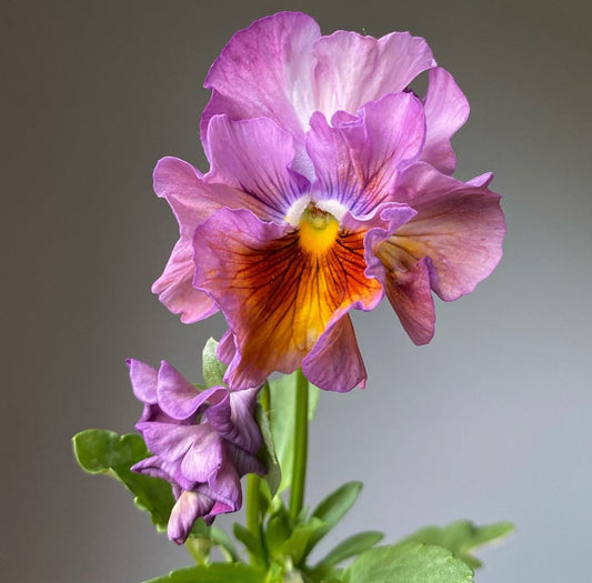 Italian Pansy 'Moulin Rouge Mixed’ - 25 SEEDS