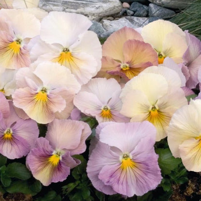 Pansy 'Inspire Peach Shades' - 25 SEEDS