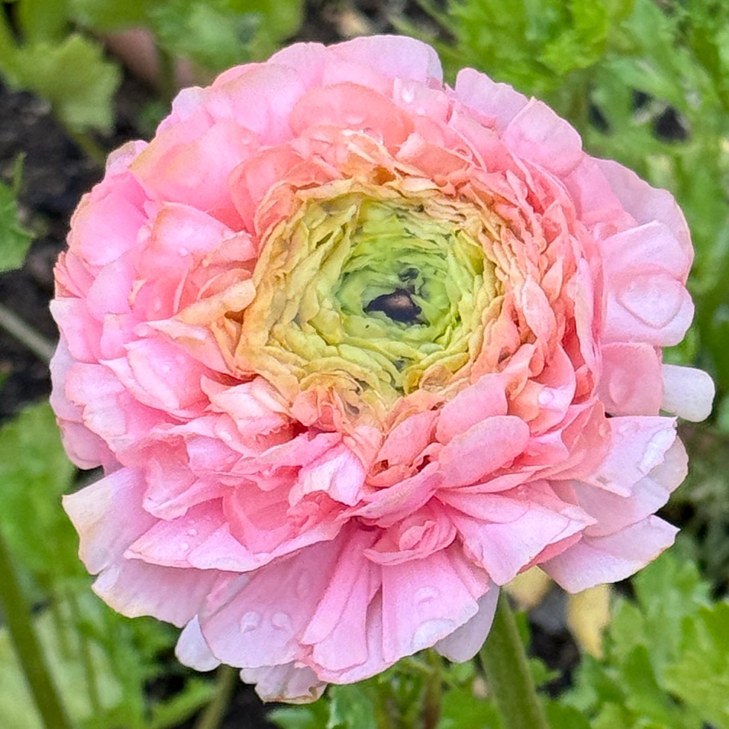 Italian Ranunculus 'Pastello Mix' - 5 CORMS