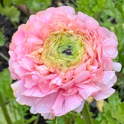 Italian Ranunculus 'Pastello Mix' - 5 CORMS