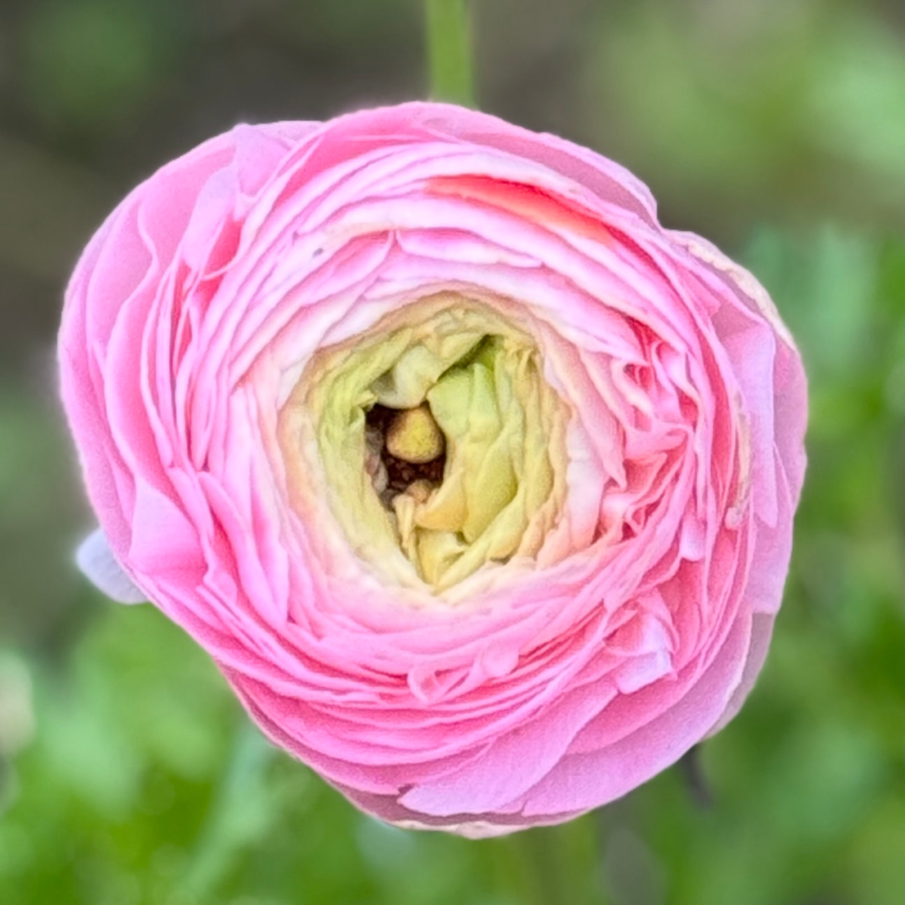 Italian Ranunculus 'Pastello Mix' - 5 CORMS