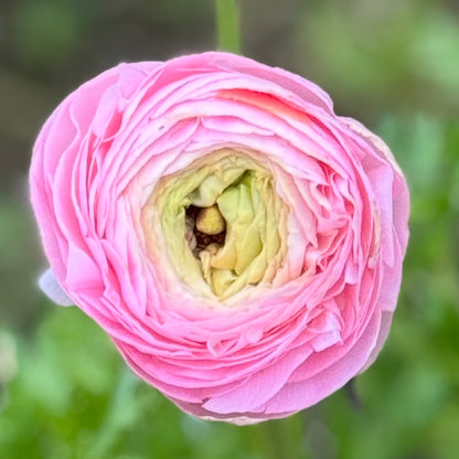 Italian Ranunculus 'Pastello Mix' - 5 CORMS