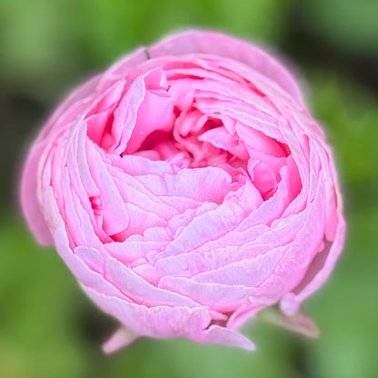 Italian Ranunculus 'Pastello Mix' - 5 CORMS