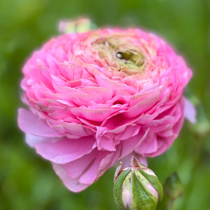 Italian Ranunculus 'Pastello Mix' - 5 CORMS
