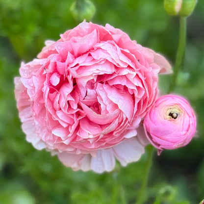 Italian Ranunculus 'Pastello Mix' - 5 CORMS