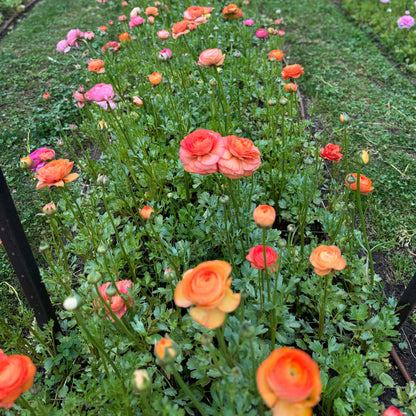 Italian Ranunculus 'Pastello Mix' - 5 CORMS