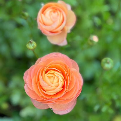 Italian Ranunculus 'Pastello Mix' - 5 CORMS