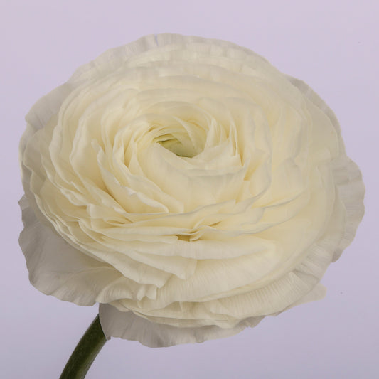 Italian Ranunculus 'Elegance Bianco 175-20' - 25 SEEDS