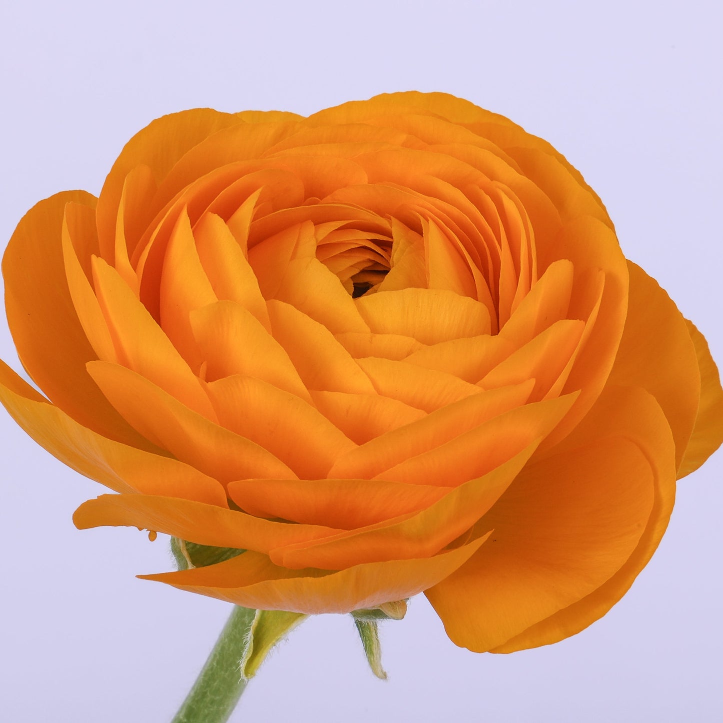 Italian Ranunculus 'Elegance Giallo 196-18' - 25 SEEDS